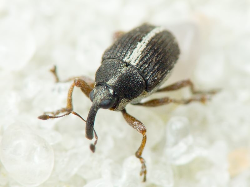 Oprohinus suturalis (Fabricius, 1775)